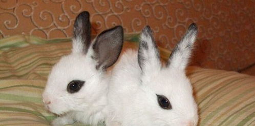 最可爱的兔子,侏儒海棠兔,小朋友非常喜爱