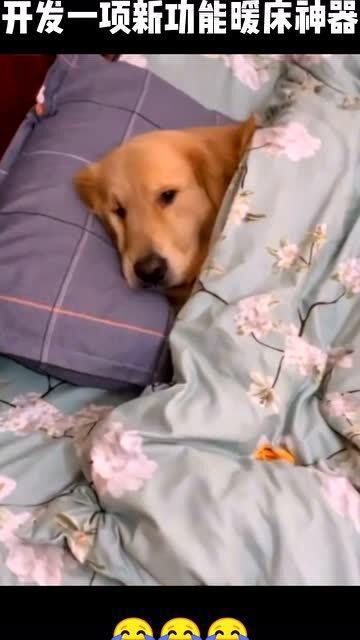 主人让狗子先睡床上暖床然后自己再睡觉,网友 开发了一项新功能暖床神器 