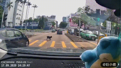 是意外还是刻意遗弃 大黑狗从行驶中车辆掉落,头部先着地