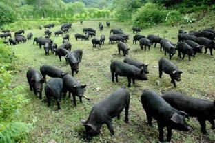 黑猪养殖大有前景,谨防落入陷阱 