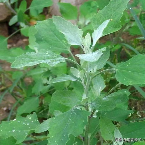 踏青遇到这10种常见野菜,大家都能脱口而出叫对它们的名字吗