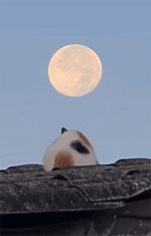 猫咪看月亮能看出个啥来呢