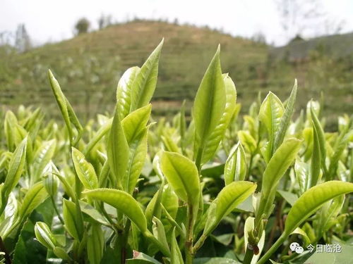 新时代新气象新作为 打造茶业特色品牌 永德 生态名茶香溢四方 