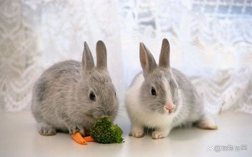 兔子为草食类动物,食物大致可以分三类,兔子吃什么