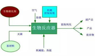 固体培养基和液体培养基的制备过程的差异