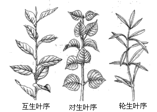 五种叶序图,叶在茎上有哪些排列方式?