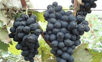最新葡萄品种有哪些,抗病葡萄品种排名榜？