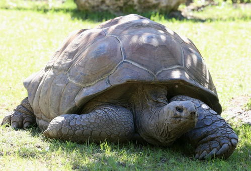 不是吃素的 亚达伯拉象龟的 缓慢狩猎 ,打破草食系刻板印象