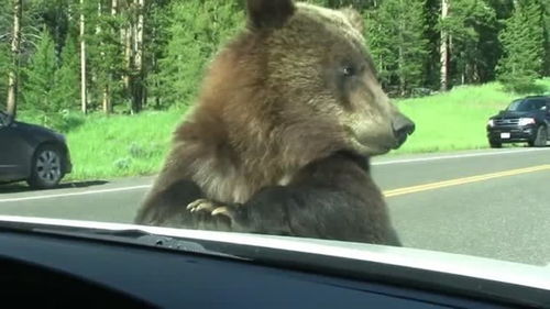 精彩实拍 大灰熊不断攻击车辆,乘客被吓到差点尿裤子 