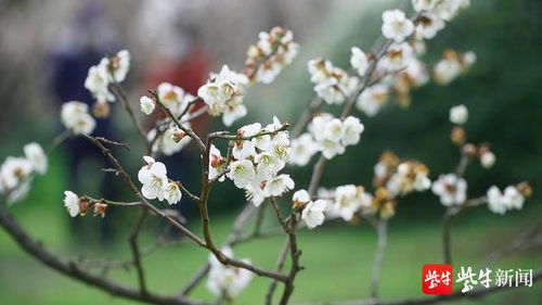 梅花的花期接近尾声,带你看南京梅花山最后的美