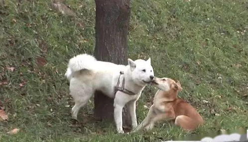 狗狗被抛弃后躲在山坡上,一年后偶遇白狗,热情的样子打动狗主人