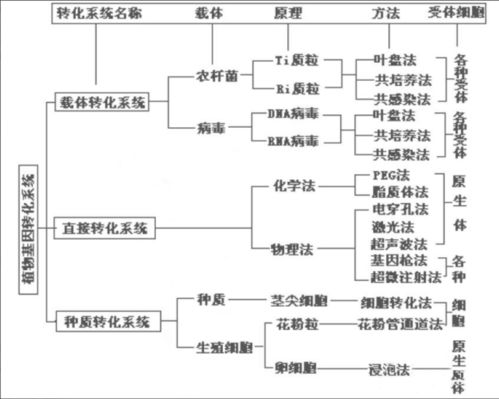 论文检测查重流程详解：从入门到精通