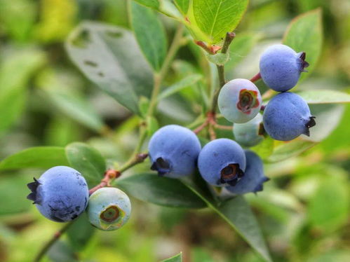 关于蓝莓的诗句