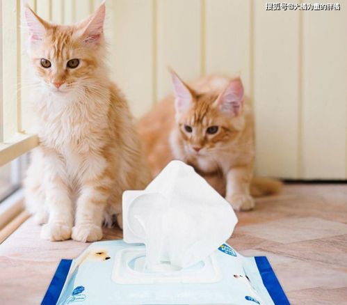 猫咪非要吃 湿巾纸 别再以为是它傻,多是这5个原因使然