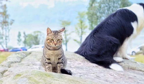 遛猫是一种什么体验 铲屎官 这不叫遛猫,感觉是在拖着猫行走