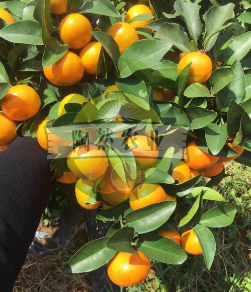 柑橘种植品种有哪些,五大有前途的柑橘品种