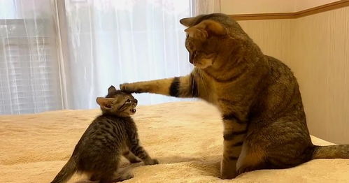 小猫挑战大猫地位,仗着主人撑腰去挑衅,却被一记猫爪 教做人