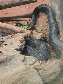 两蛇相争,其中一条死亡 上海动物园 搞错 断尾蛇康复中