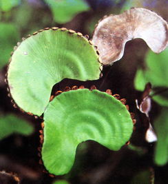 荷叶铁线蕨是什么植物类别,这是什么花，长得跟香菜似得。喜阴喜阳啊？