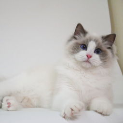 福州猫舍 蓝双色布偶猫弟弟 莫妮卡直血