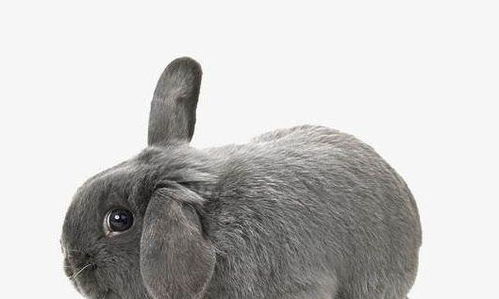 生肖兔 属兔人和谁在一起最配 是 白头偕老 的典范