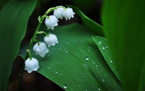 铃兰毒性能毒死人吗,世界上最稀有最美丽但同时又有剧毒的花是什么？