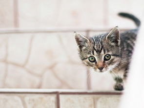可爱动物2012年6月精选 可爱猫咪3 