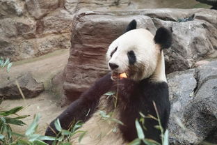 跟着多妹看滚滚 北京动物园熊猫馆全攻略