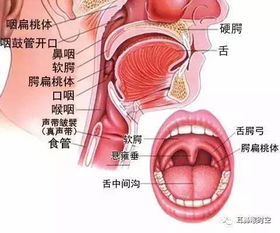 孩子扁桃体发炎怎么办 哪些情况下需要切除扁桃体