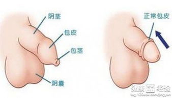 刺激包皮有效引起男性性欲