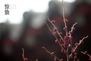 惊蛰时节在几月(惊蛰一般几月)