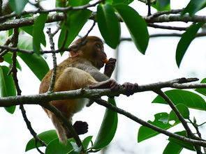 三亚热带天堂景区野果成熟 成为野生猕猴群的丰盛美食