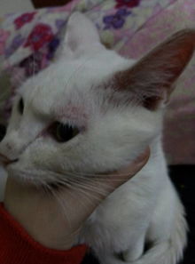 猫咪这几天一边耳朵发红,耳朵下面的皮肤也红红的什么回事 