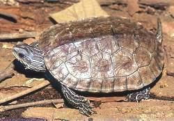 里海石龟 