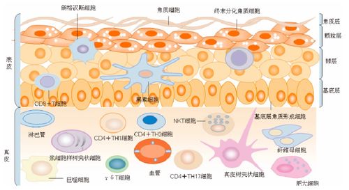 当皮肤 报警 时,细胞们在干什么