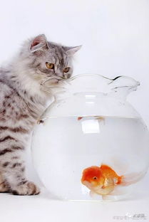 养猫之后还想养鱼,如何让猫和鱼和谐共处