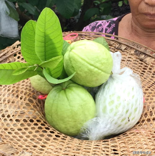 芭乐怎么吃籽能吃吗,芭乐的籽可以吃吗，芭乐皮能吃吗