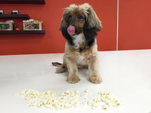 跟狗狗一起看电影,能跟狗狗一起分享爆米花吗 爆米花对狗有害吗