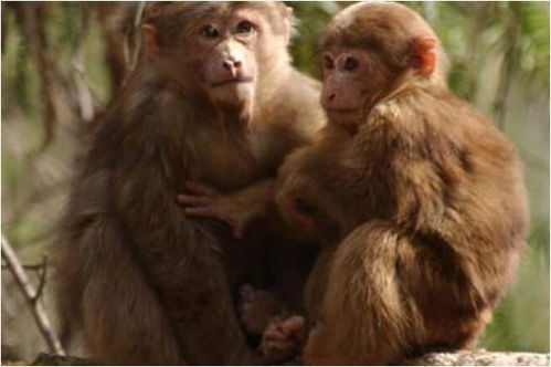 十猴九不全 揭秘80年生肖猴的毕生寿命,过了40岁后什么命