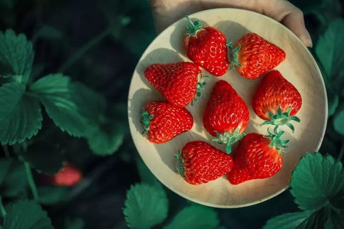 冬季草莓怎么吃 营养师教你如何放心健康吃草莓 