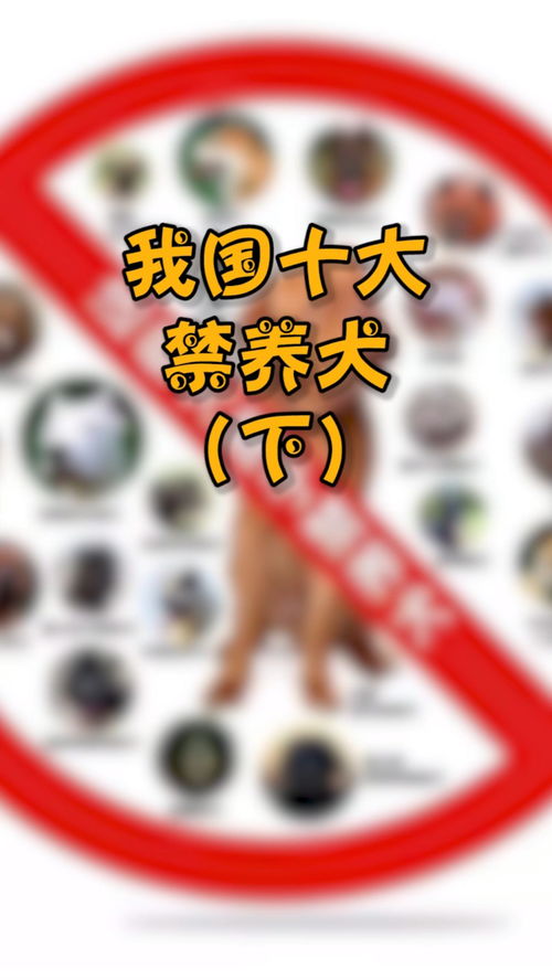 城市十大禁养犬中,最后一只令人伤感 萌宠 宠物 