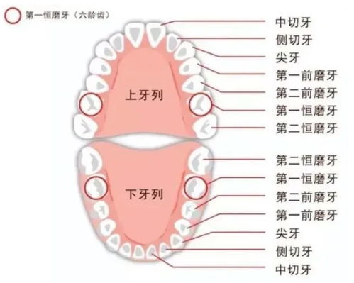 6 12岁孩子换牙全过程 孩子能不能有一口好牙,这几点不能大意了