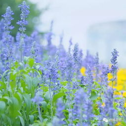 看了这些花材才知道,原来这么多年都被它们的名字欺骗了