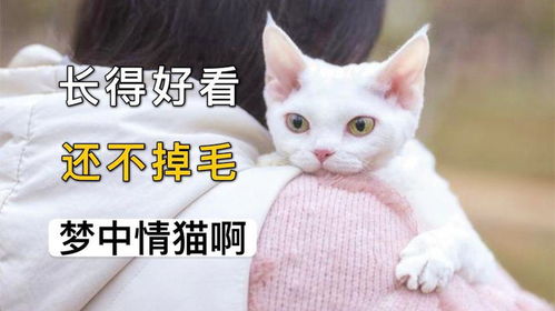 德文卷毛猫 好看就算了,还不掉毛,简直梦中情猫