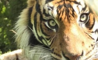新西兰动物园老虎攻击管理员 致其伤势严重当场死亡