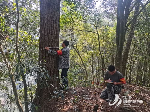 四面山森服中心开展林业有害生物秋普工作 确保林木健康成长