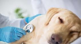 狗狗的正常体温 心跳和呼吸是多少 了解这些指标,守护狗狗健康