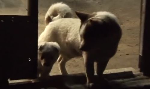 狗子在外面 捡 了两只刚出生的小奶狗回家,每天精心喂养