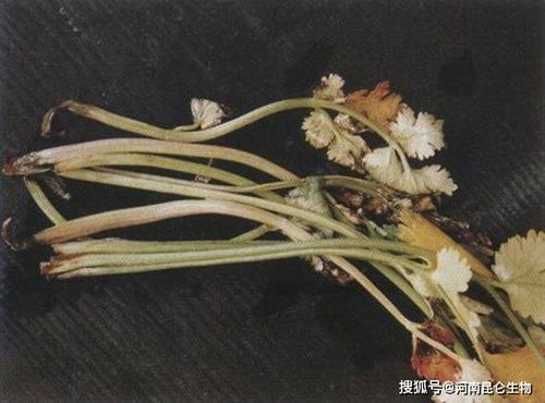 根腐枯萎病用什么药防治 叶枯叶霉病用什么杀菌剂 黄叶死苗烂根喷 根小子