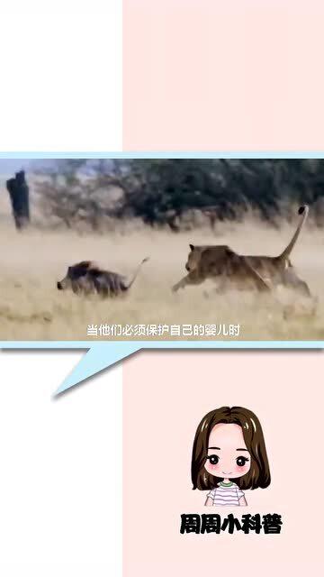 狮子都不敢招惹的5种食草动物 